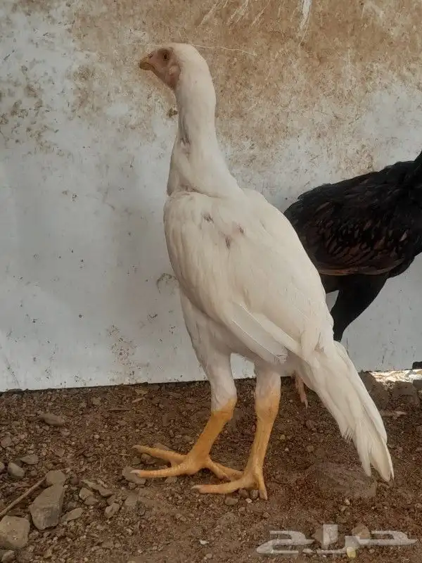 فروخ سنود صافي 4