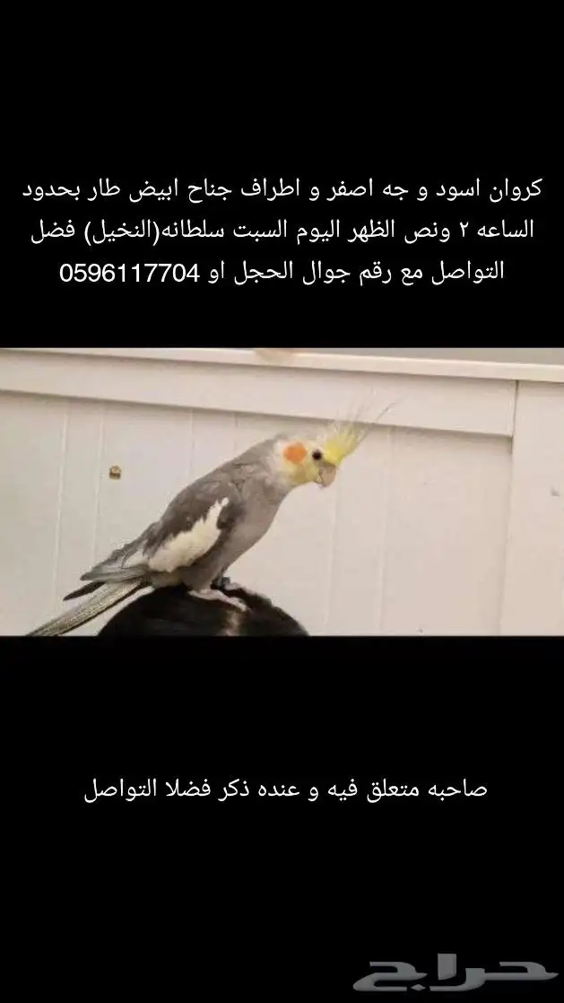 كروان مفقود 0