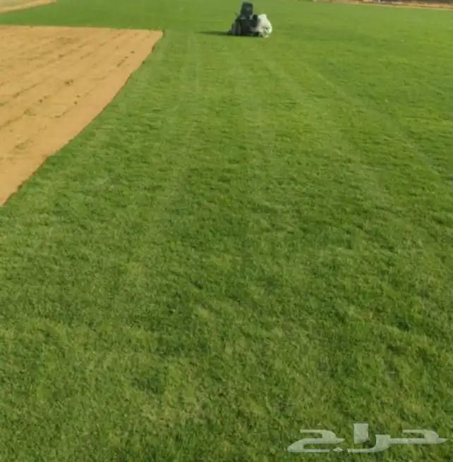 ثيل طبيعي سي الفين (C2000) صافي ونقي على الشرط شكل جمالي وخض 0