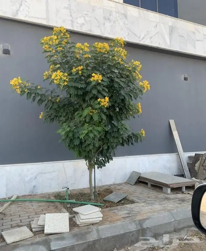 نخل نخيل واشنطن وحديقه 8