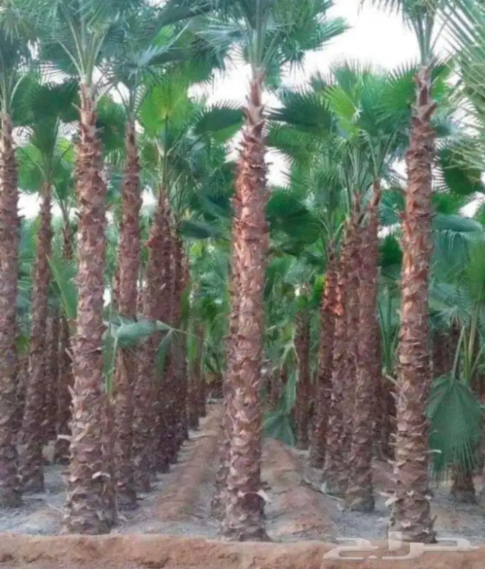 يوجد لدينا نخل واشنطني زينه امريكي بكل المقاسات وبسعار مناسب 3