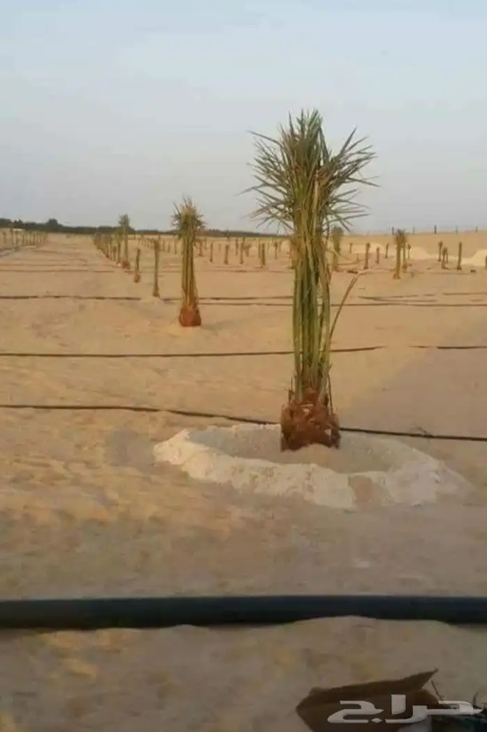 تركيب شبوك وزراعه النخيل والمظلات و خيم 4