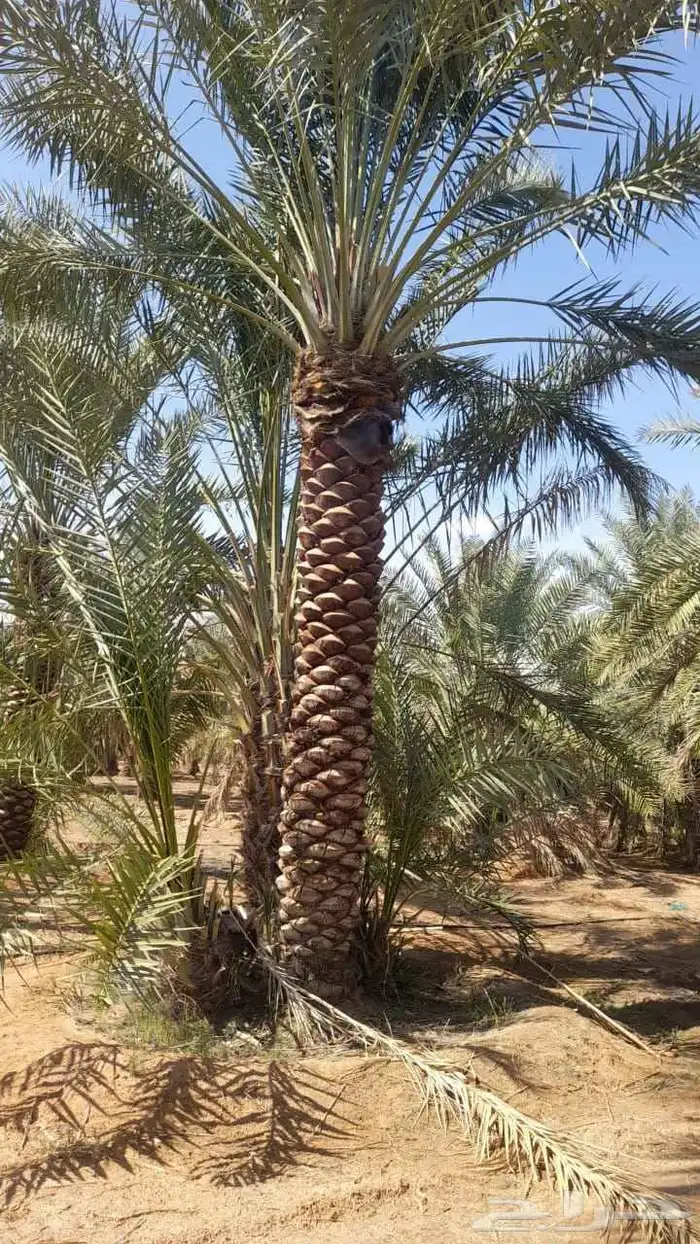نخل وشنطني زينه أمريكي ونخل عربي مثمر درجه ممتازه 4
