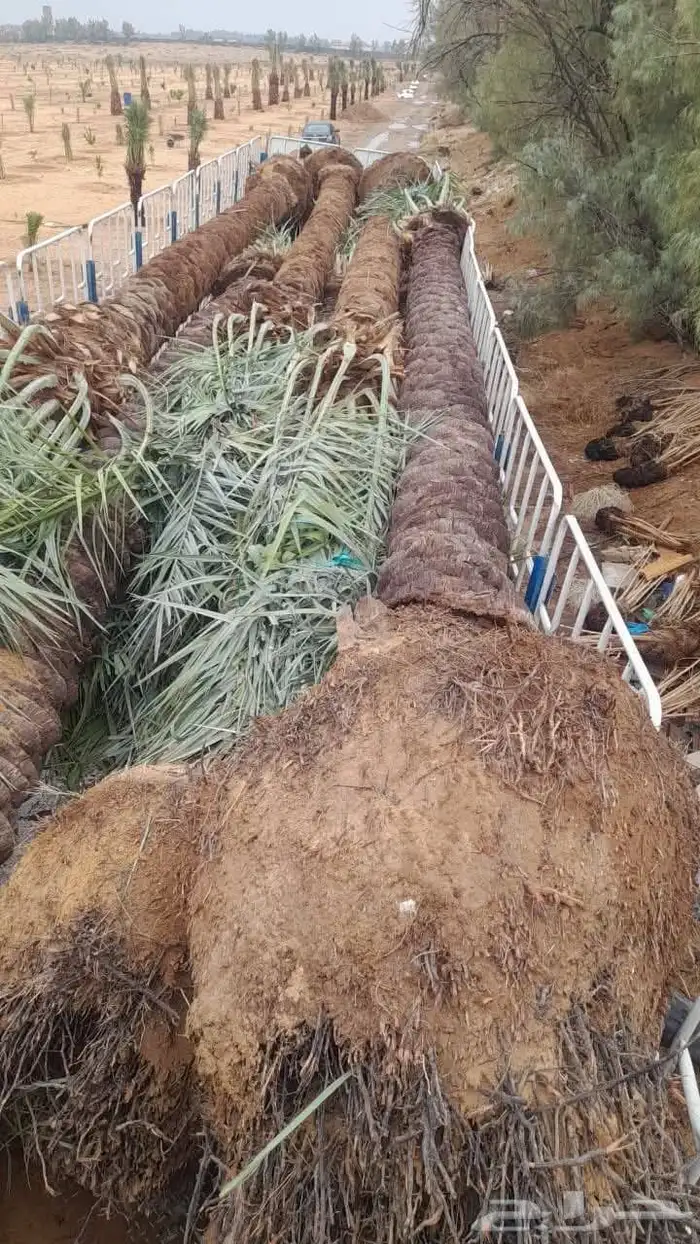نخل فروخ جثايث نقايل صقعي برحي برني صفاوى مجدول مجذر مراكن 7