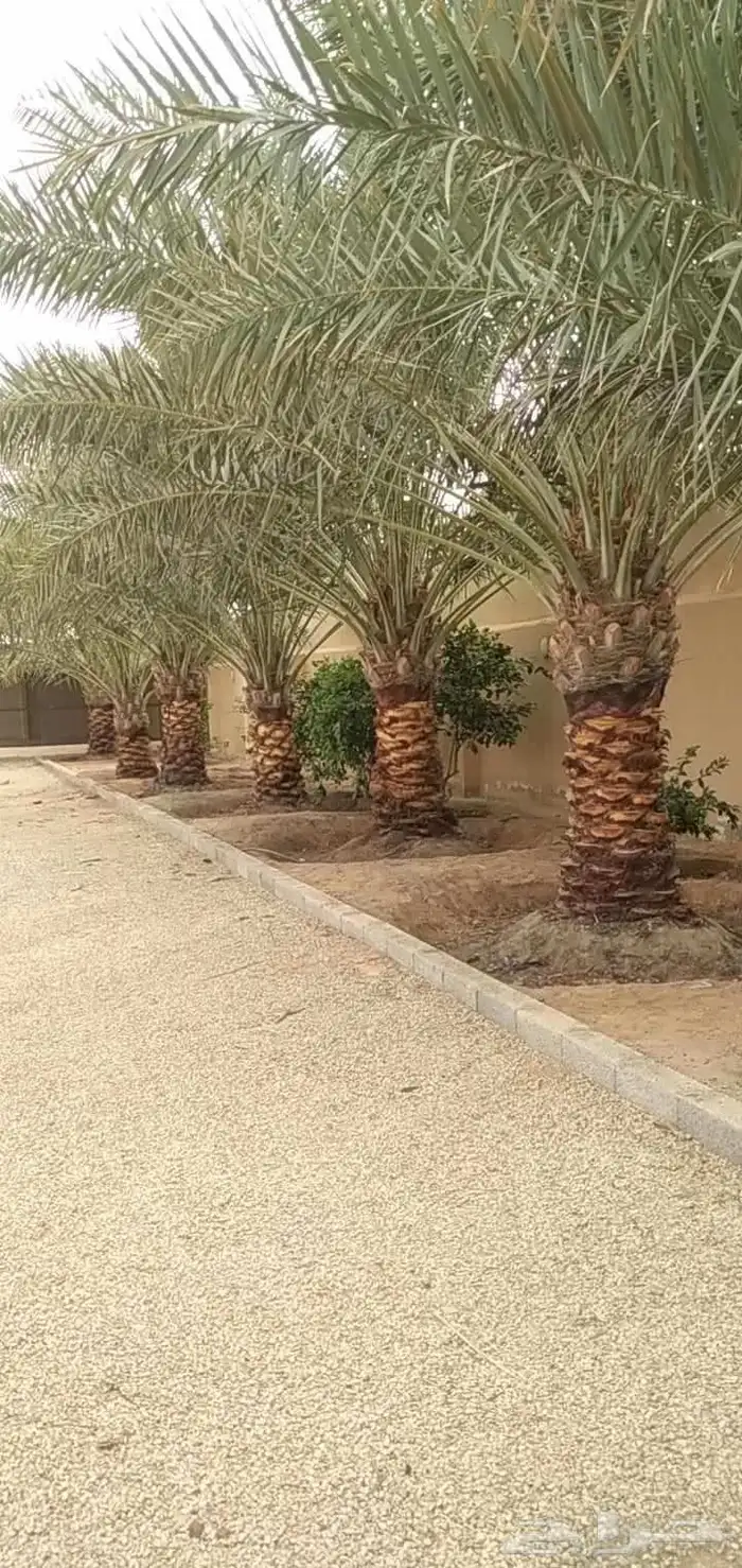 نخل للبيع لجميع مناطق المملكة 3
