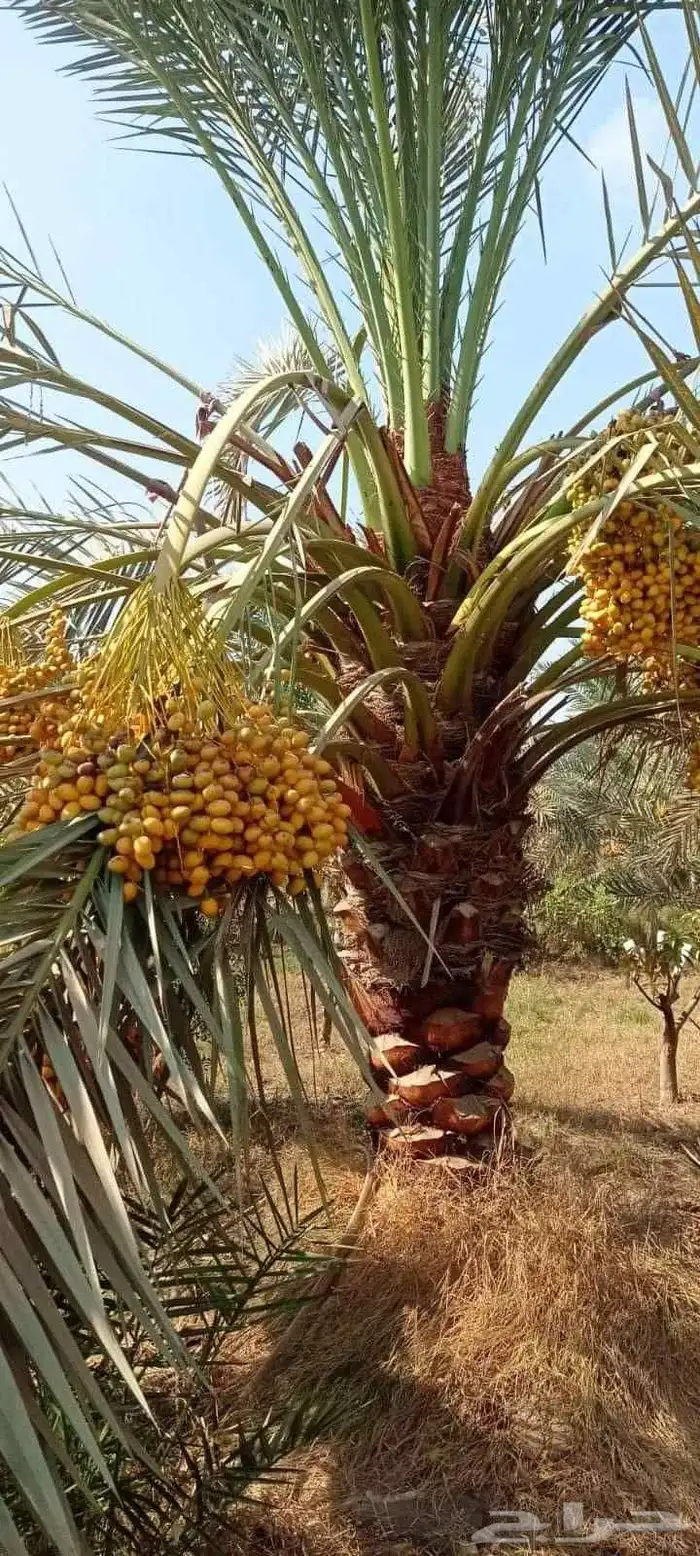 يوجد لدينا نخل عربي واشنطني من المتر الى سته متر العربي 4