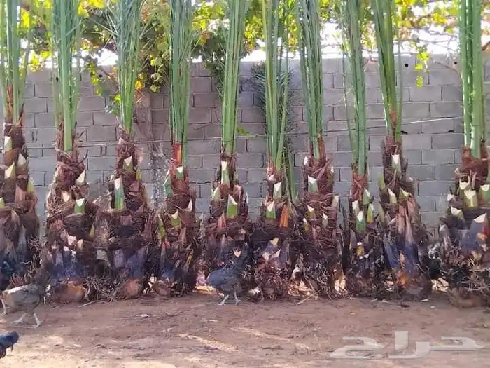 يوجد لدينا نخل عربي واشنطني من المتر الى سته متر العربي 7