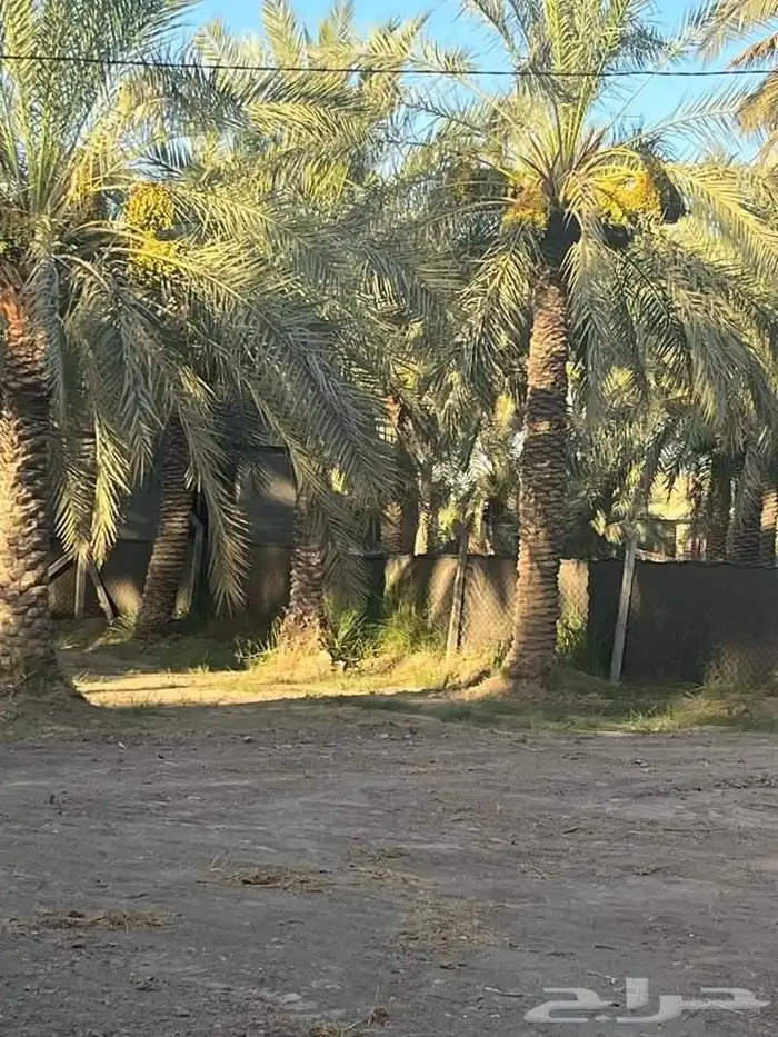 يوجد لدينا نخل عربي واشنطني من المتر الى سته متر العربي 6