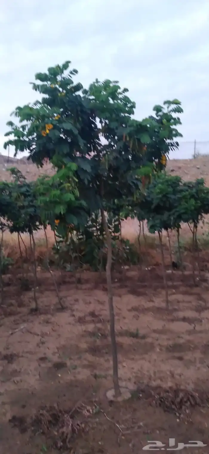 مشتل ساق النموذجي 4