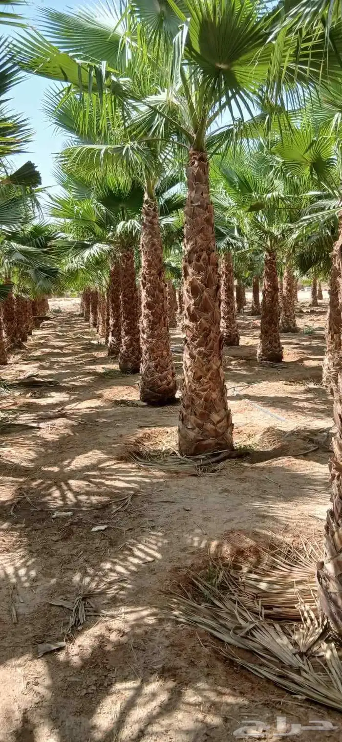 نخل وشنطني زينه أمريكي ونخل عربي مثمر درجه ممتازه 0