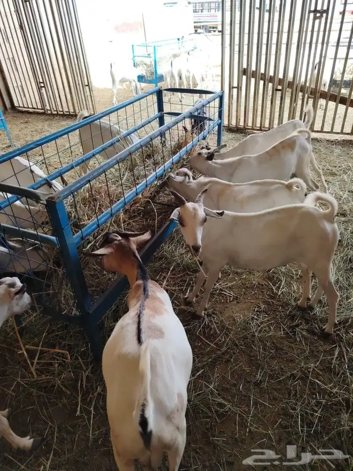 تيوس صوماليه عالية الجوده 1