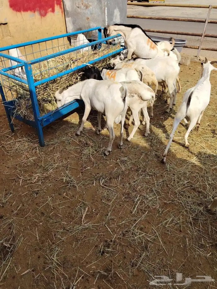 تيوس صوماليه عالية الجوده 4