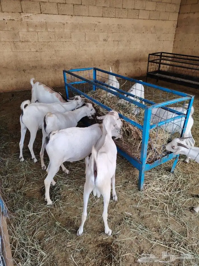 تيوس صوماليه عالية الجوده 0