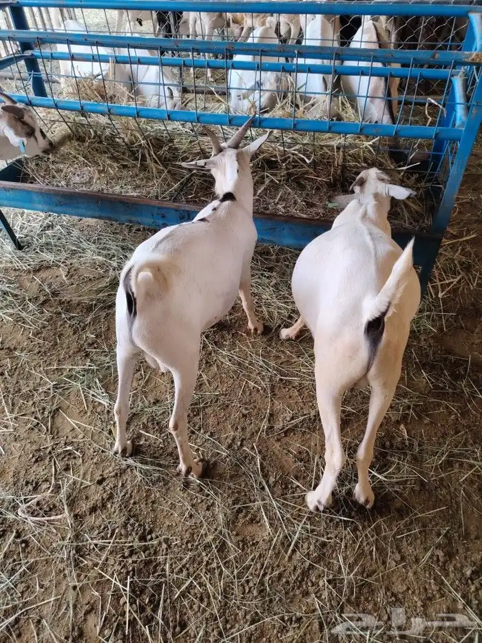 تيوس صوماليه عالية الجوده 5
