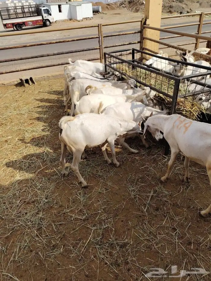 تيوس صوماليه عالية الجوده 3