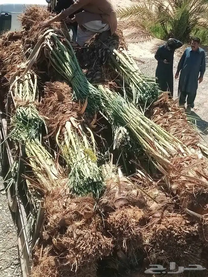 سلام عليكم زباينا الكرام يوجد لدينا نخل طيب 8