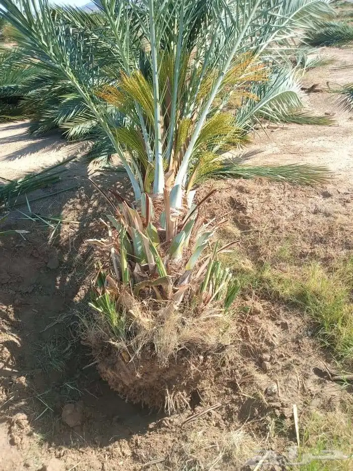 سلام عليكم زباينا الكرام يوجد لدينا نخل طيب 6