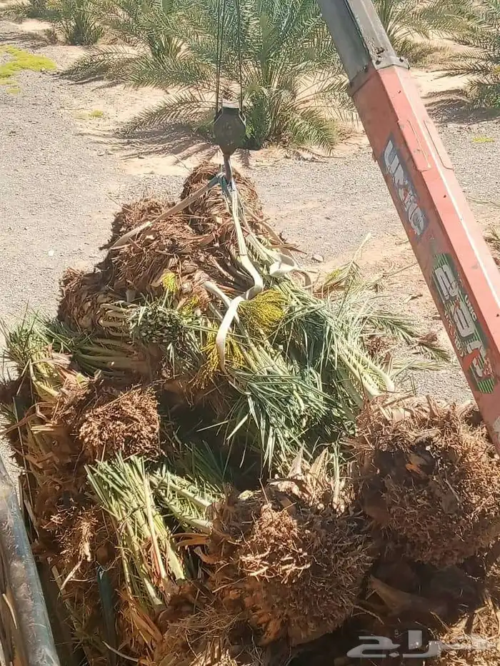 سلام عليكم زباينا الكرام يوجد لدينا نخل طيب 9