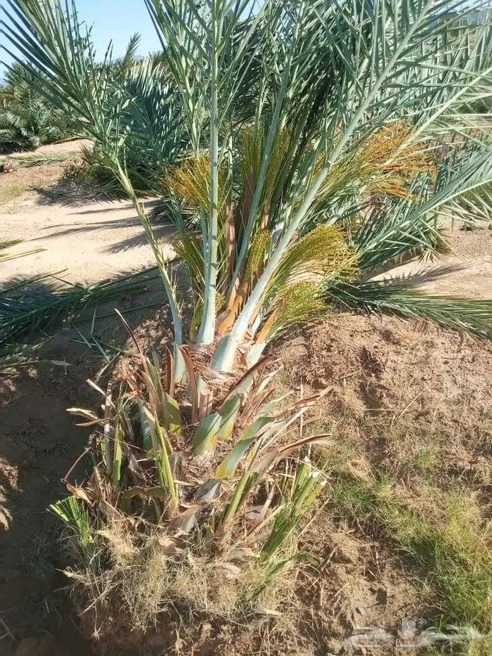 سلام عليكم زباينا الكرام يوجد لدينا نخل طيب 5