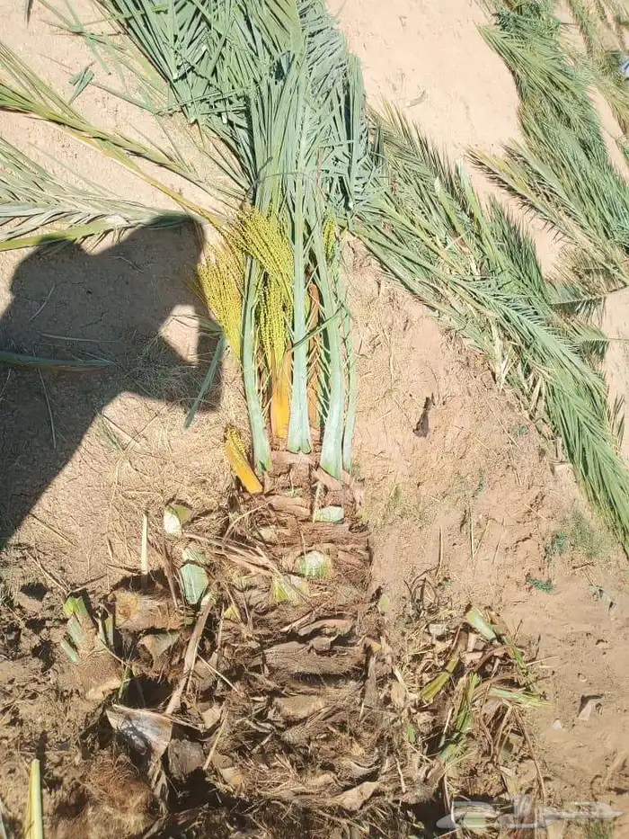 سلام عليكم زباينا الكرام يوجد لدينا نخل طيب 2