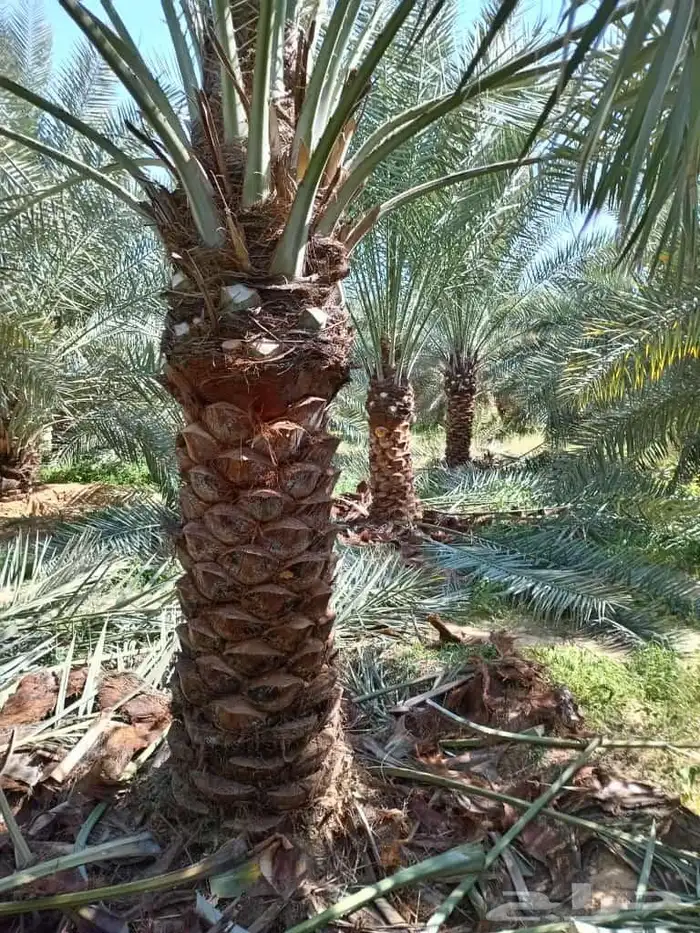نخل للبيع لجميع مناطق المملكة 5