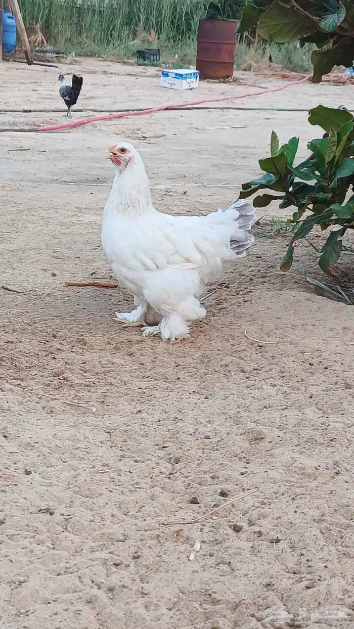 دجاج براهمه 3