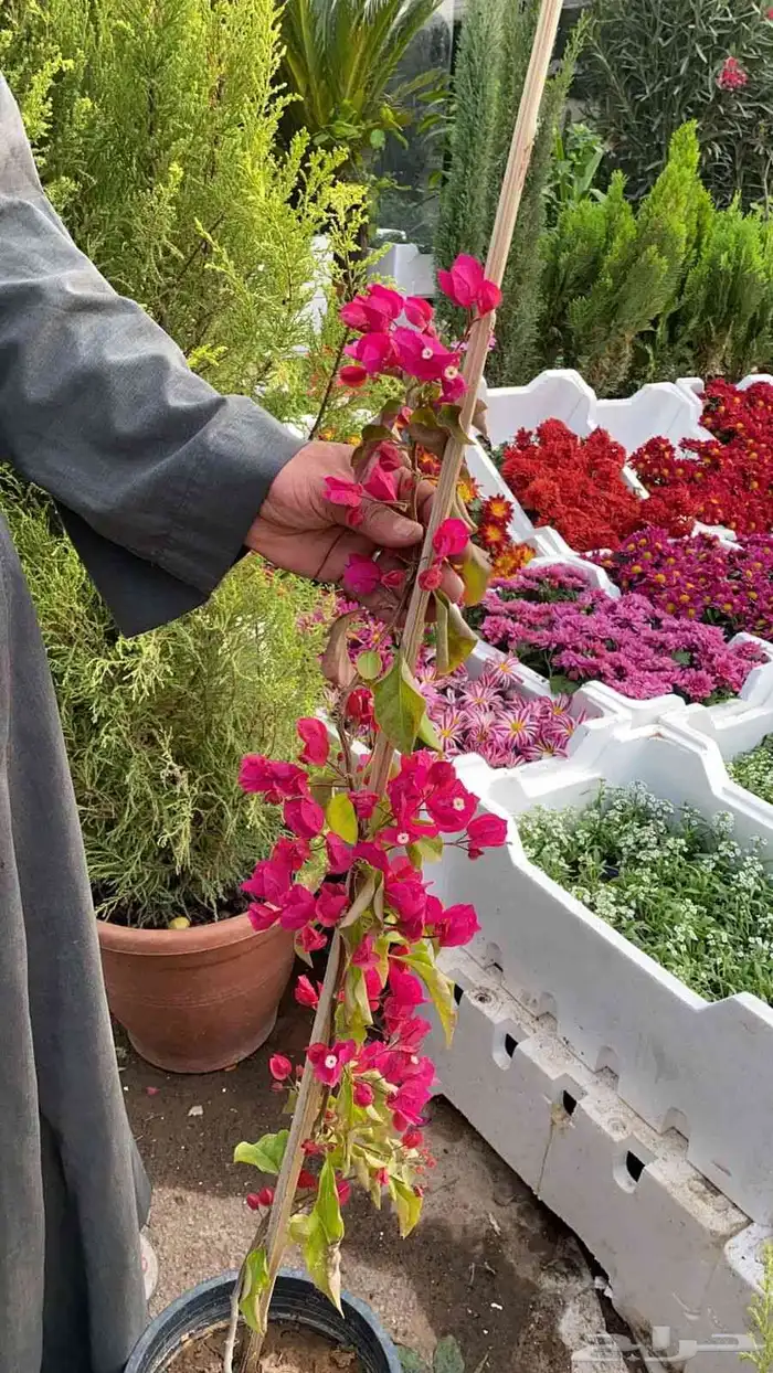 نخل نخيل واشنطن وحديقه 7