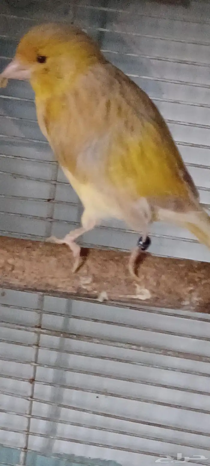 انثى منتجه مضمون 1