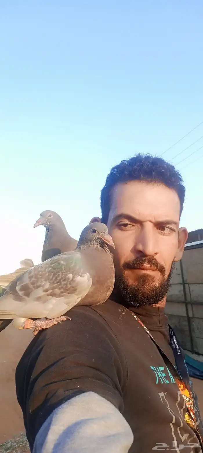 معلم وخبير في مجال الحمام وعمل دراسة جدوى للمشروع 7