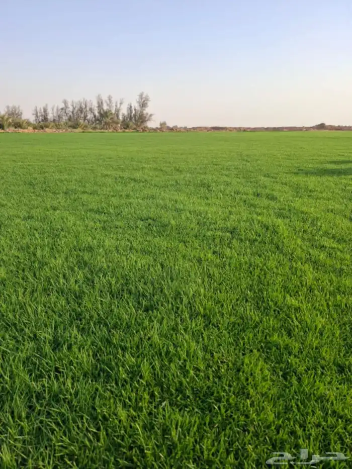 ثيل طبيعي سي الفين (C2000) صافي ونقي على الشرط شكل جمالي وخض 2