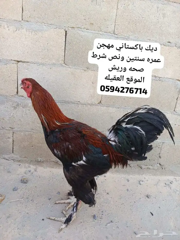 ديك باكستاني هجين عمر سنتين ونص شرط صحه وريش السوم وصل35 0
