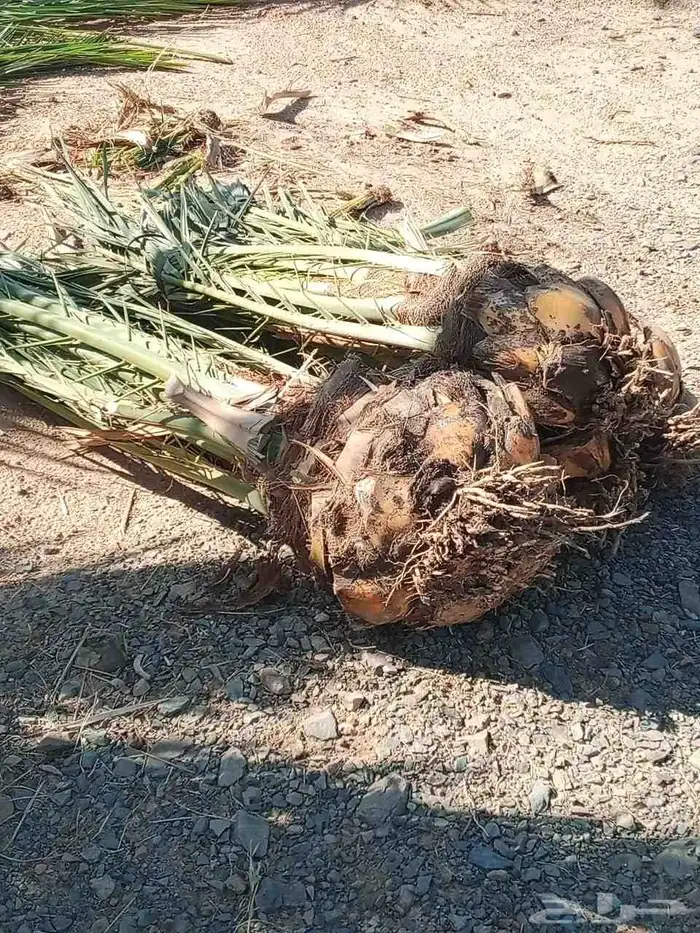 سلام عليكم زباينا الكرام يوجد لدينا نخل طيب 1