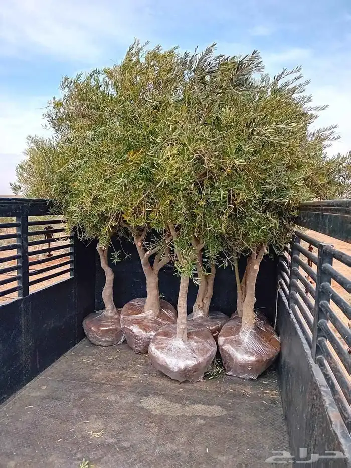 يوجد لدينا جميع أنواع أشجار الزيتون 0