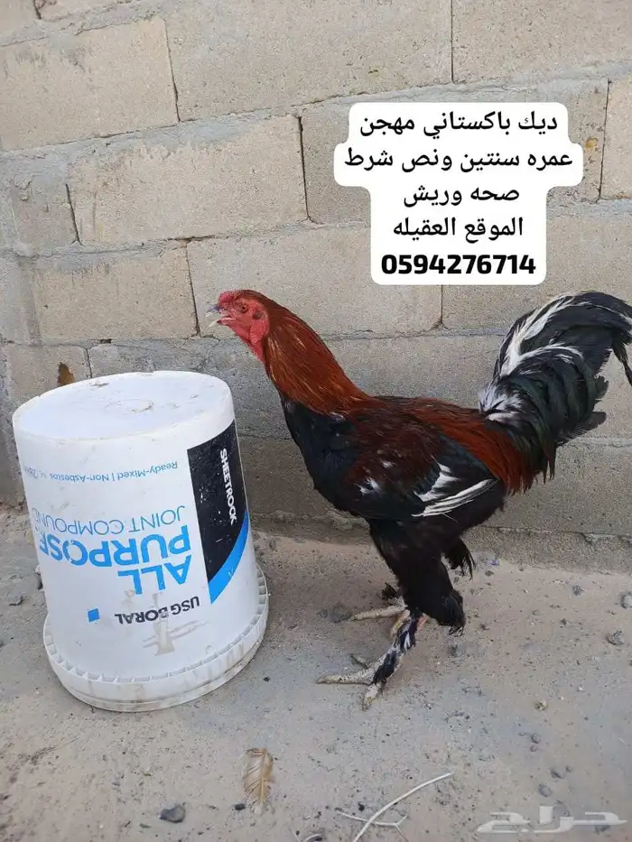 ديك باكستاني هجين عمر سنتين ونص شرط صحه وريش السوم وصل35 1
