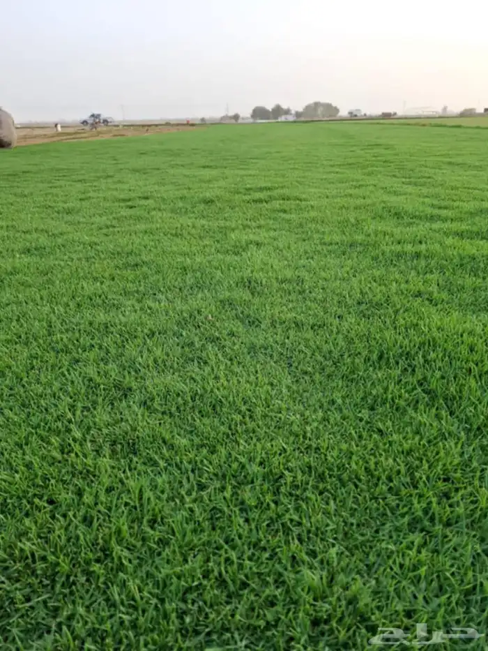 ثيل طبيعي سي الفين (C2000) صافي ونقي على الشرط شكل جمالي وخض 3