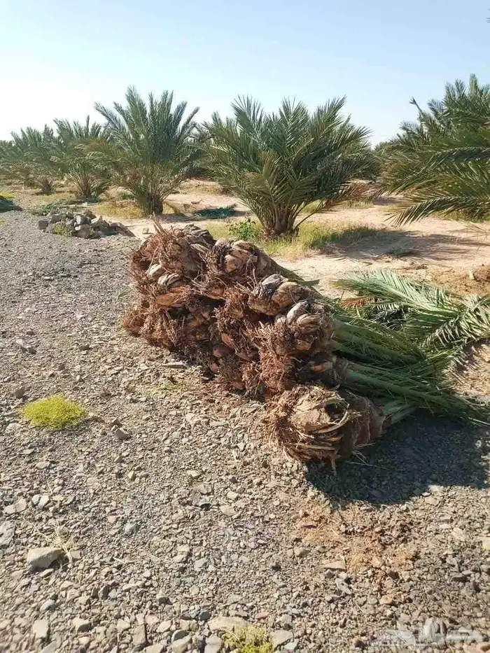 سلام عليكم زباينا الكرام يوجد لدينا نخل طيب 4