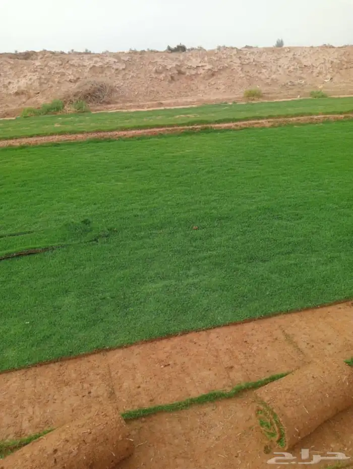 ثيل طبيعي سي الفين (C2000) صافي ونقي على الشرط شكل جمالي وخض 1