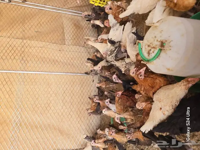 صيصان دجاج بلدي للبيع ببيشة 1