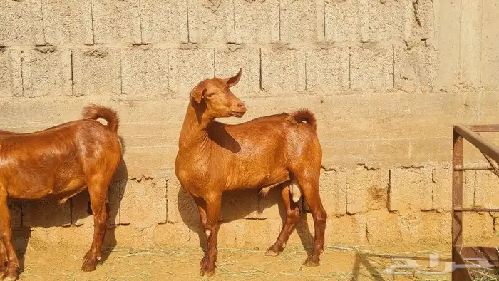 تيوس مشاريع فحول 1