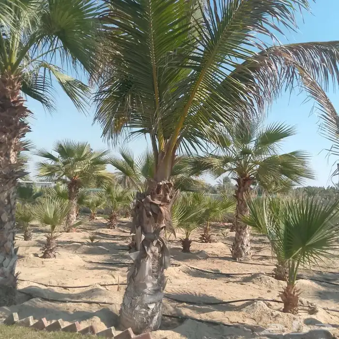 ابوياسين لبيع جميع انواع النخيل البلدي والواشنطن والفسيل 4