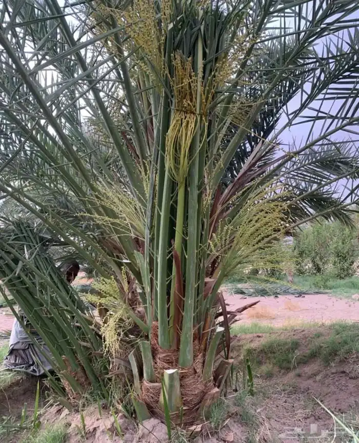نخل مثمر فأخر شيشي سكري صقعي اخلاص نخيل برحي سكري عجوه روثان 1