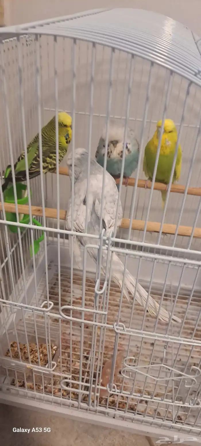 عرض خاااص طيور فرخ كروان وا بادجي وجواز بادجي 4