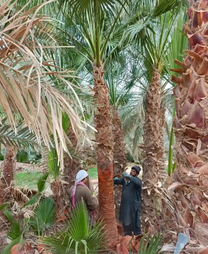 نخل مثمر فأخر شيشي سكري صقعي اخلاص نخيل برحي سكري عجوه روثان 6