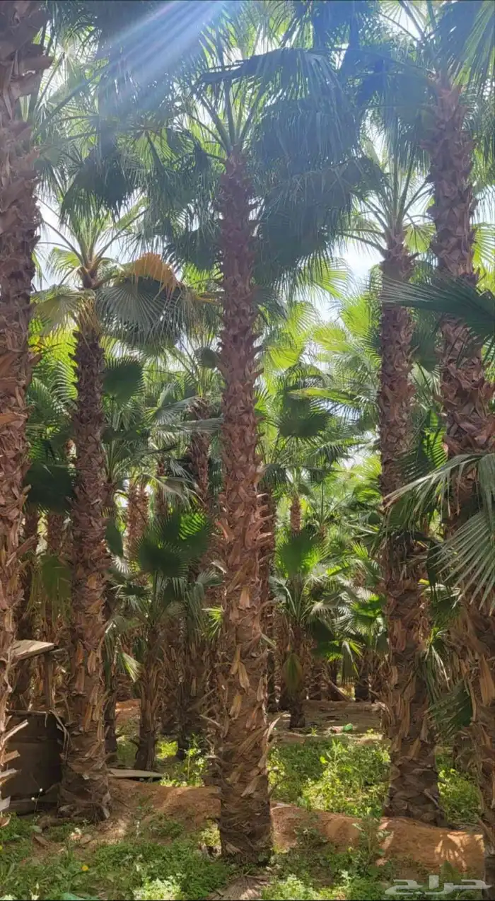 نخل واشنطني جميع المقاسات لزينه البيتو والشوارع 5