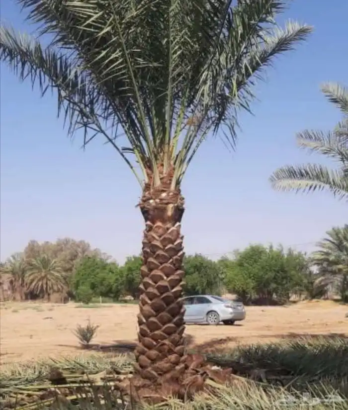 نخل مثمر فأخر شيشي سكري صقعي اخلاص نخيل برحي سكري عجوه روثان 5