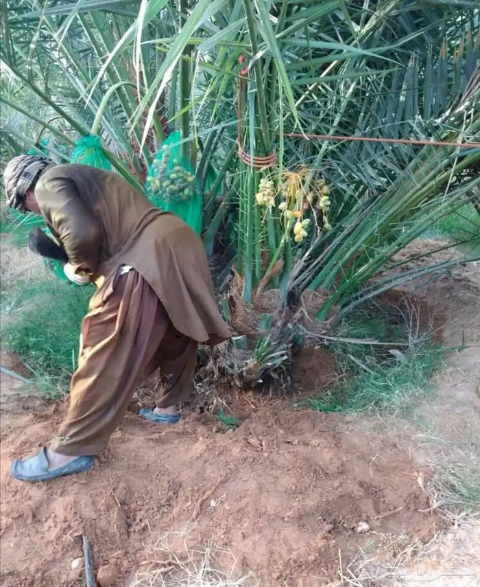 نخل مثمر فأخر شيشي سكري صقعي اخلاص نخيل برحي سكري عجوه روثان 3