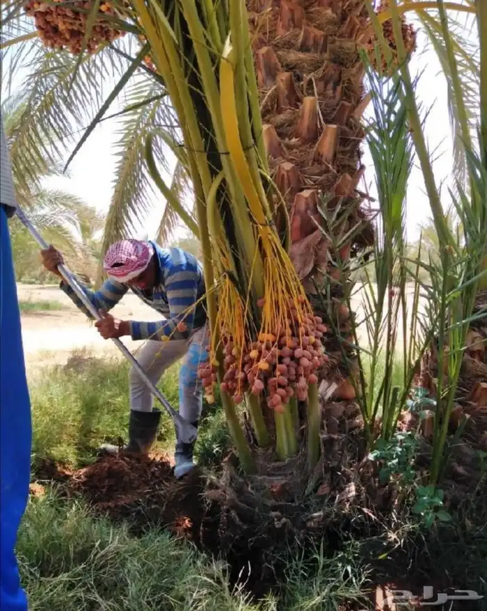 نخل مثمر فأخر شيشي سكري صقعي اخلاص نخيل برحي سكري عجوه روثان 7
