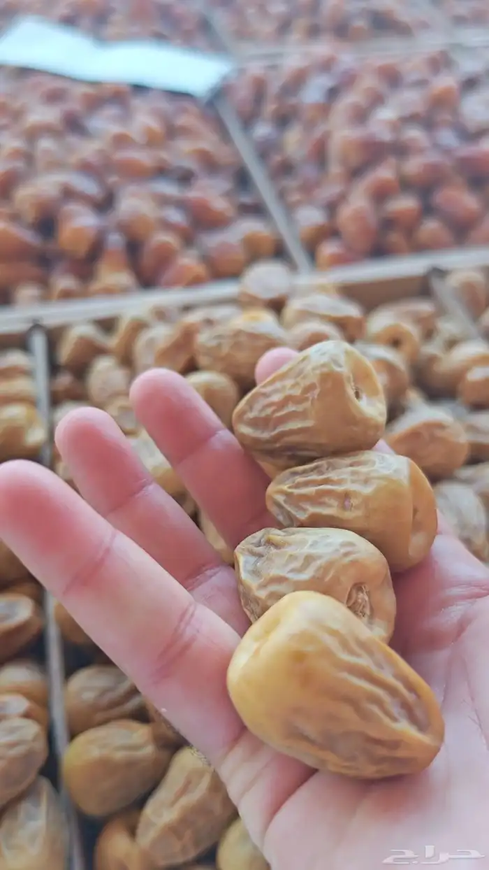 سكري مفتل ملكي 2