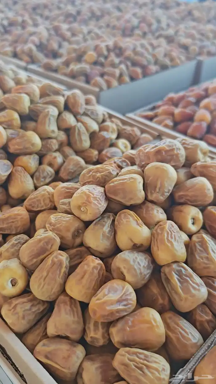 سكري مفتل ملكي 3