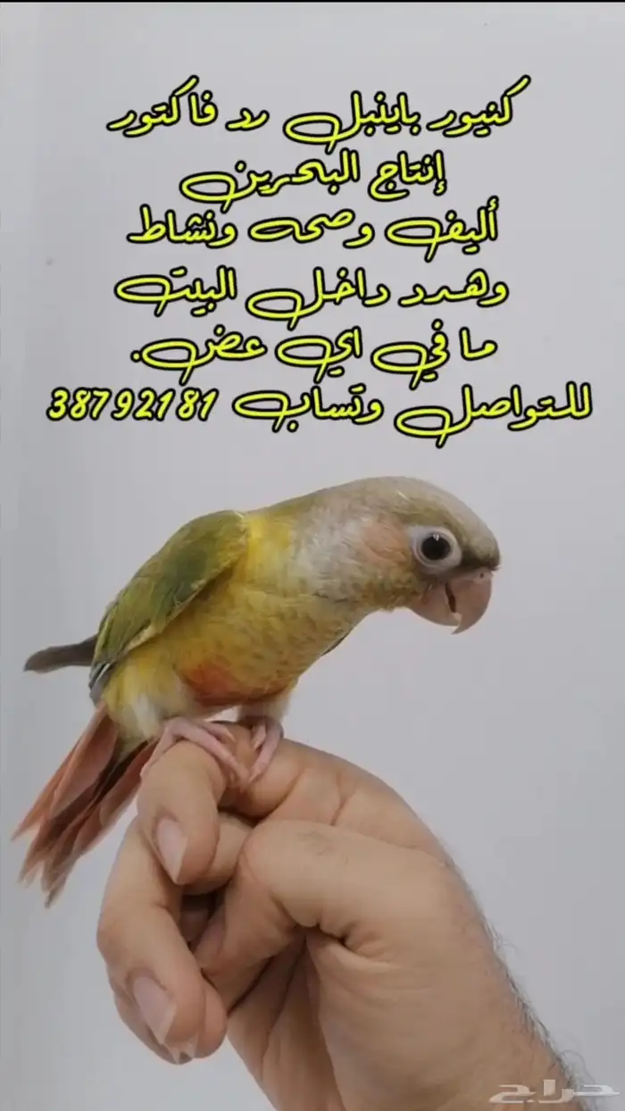 كنيور باينبل رد فاكتور أنتاج البحرين مفطوم وياكل بروحه 100 0